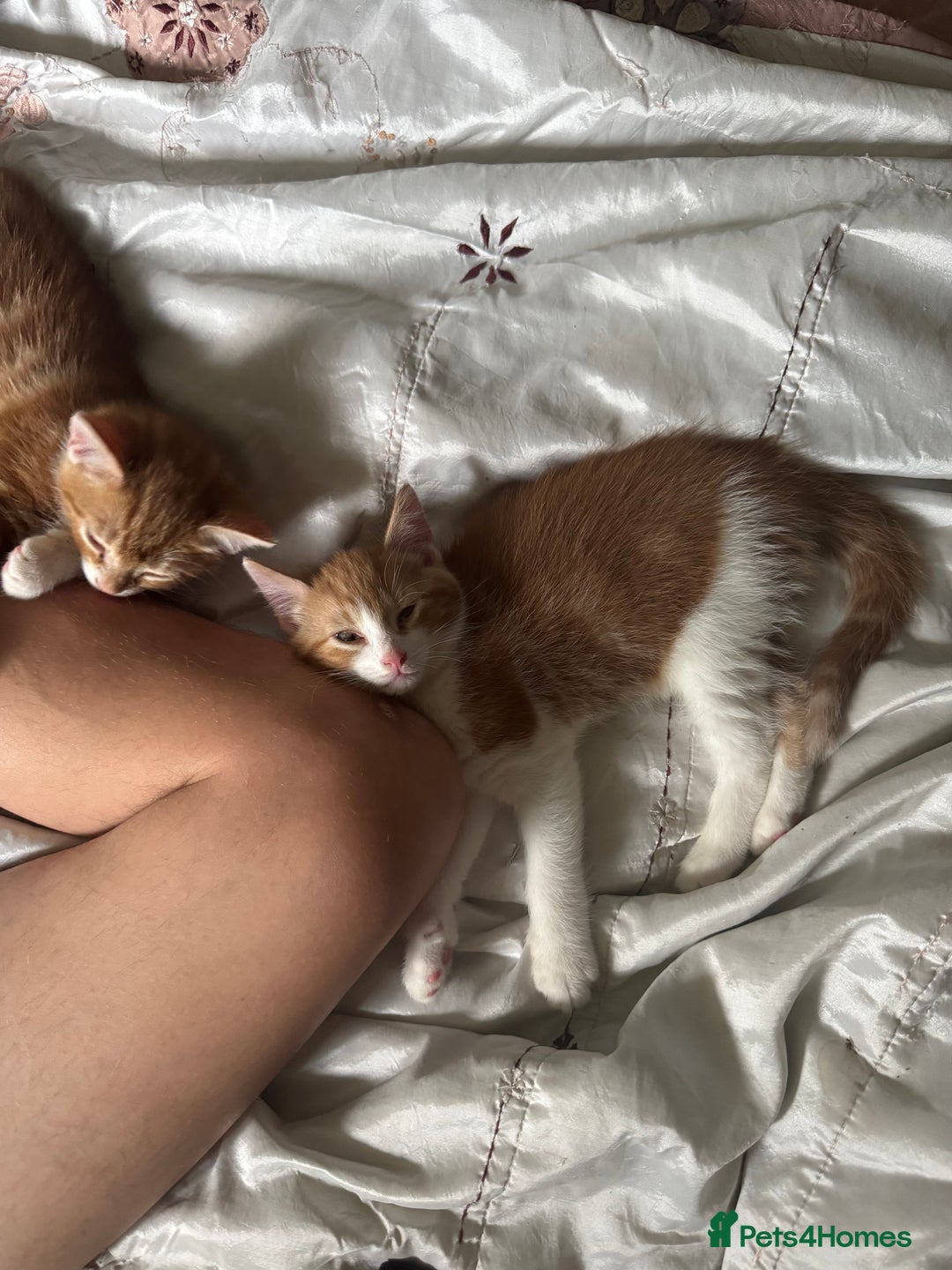 British Shorthair cats for sale: Two gorgeous ginger boys to go together  - Advert 2