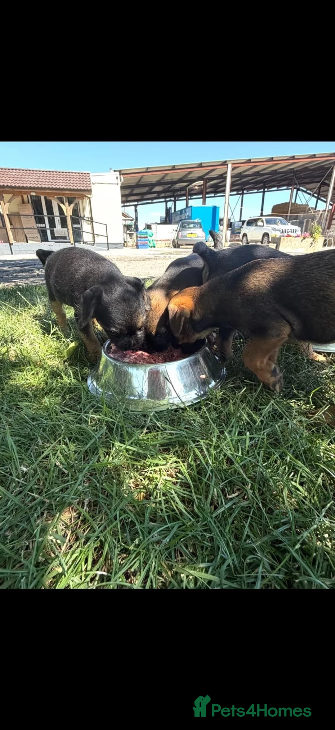 Border Terrier dogs for sale: Border terrier Puppies kc registered in Somerton - Advert 4
