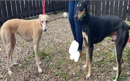 Saluki dogs for sale: Saluki greyhound  - Image 4
