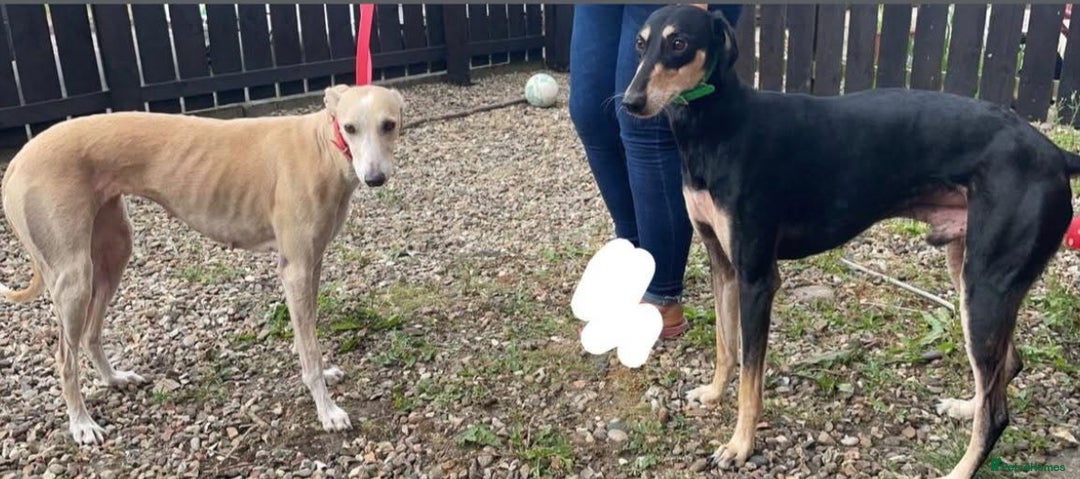 Saluki dogs for sale: Saluki greyhound  - Image 4