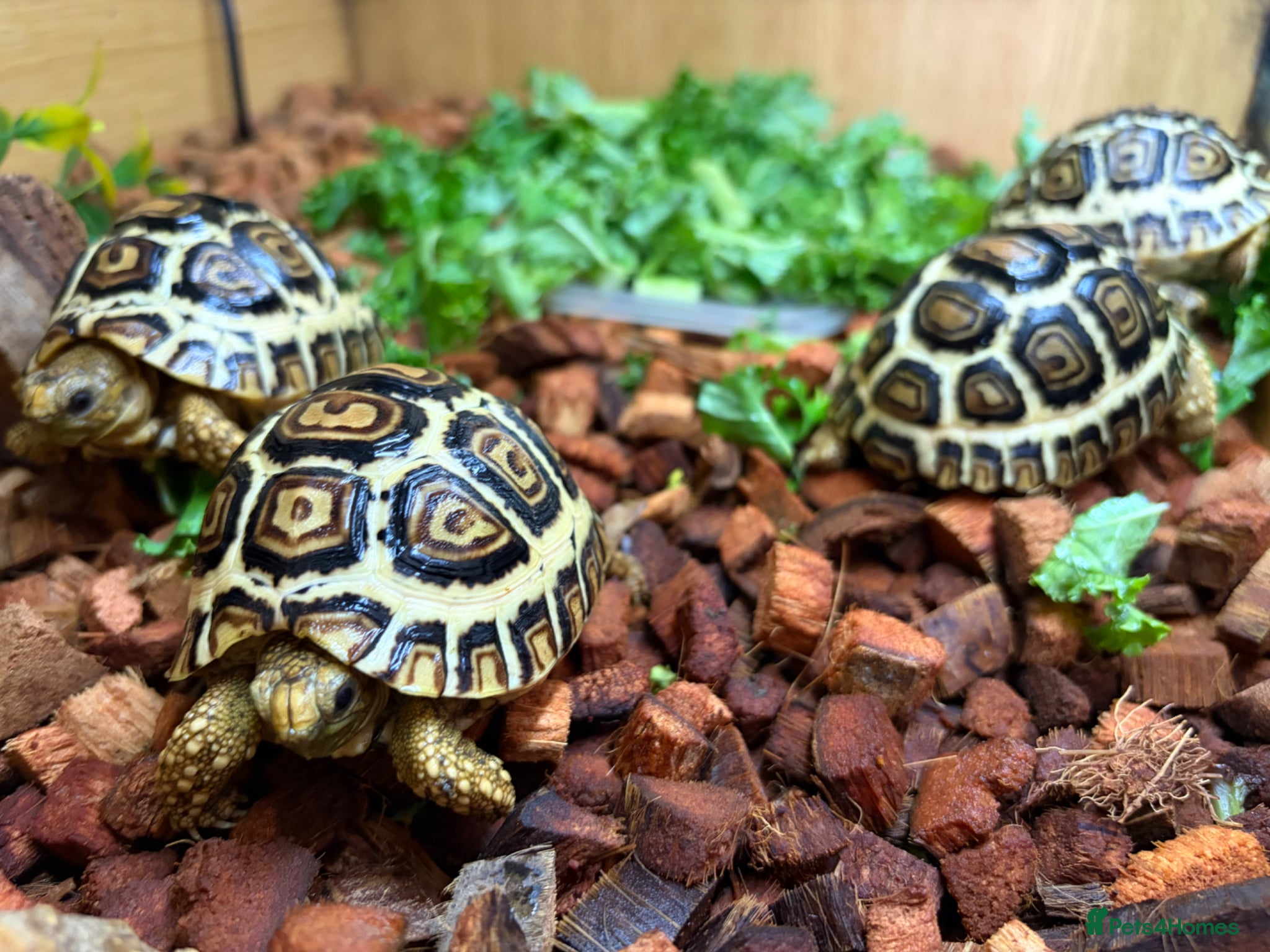 Tortoise reptiles for sale: Leopard Tortoses- Stunning RARE High White Babies - Advert 7