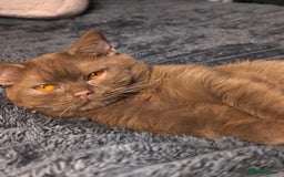 British Shorthair cats for stud: 💦CINNAMON BSH❣️GCCF & TICA active💙STUD 🩸Blood B - Image 8
