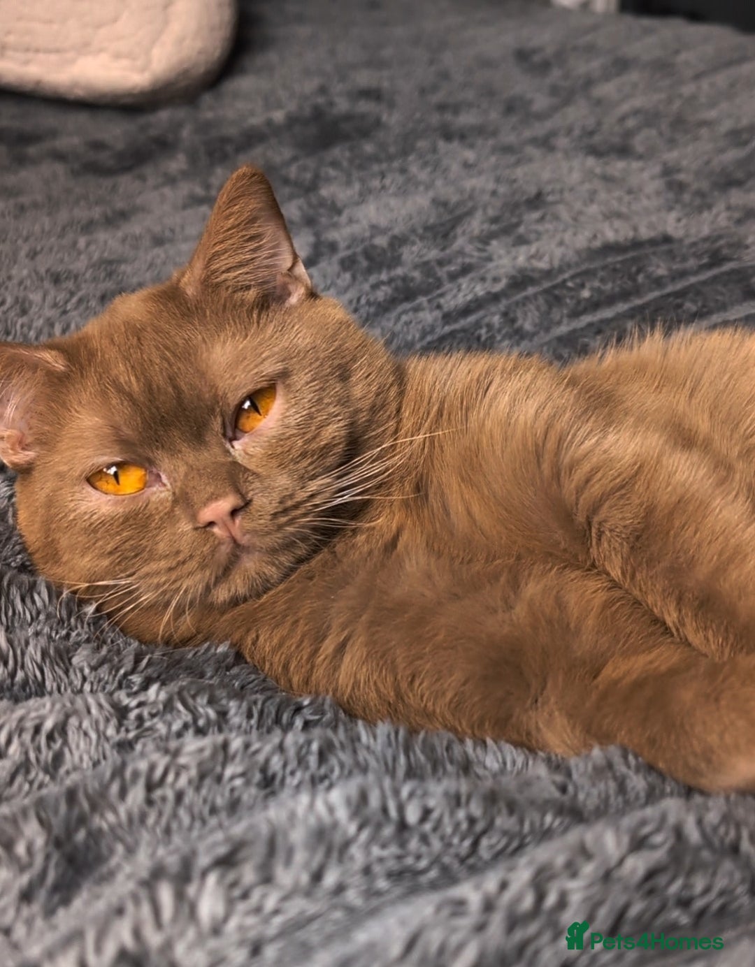 British Shorthair cats for stud: 💦CINNAMON BSH❣️GCCF & TICA active💙STUD 🩸Blood B - Image 8