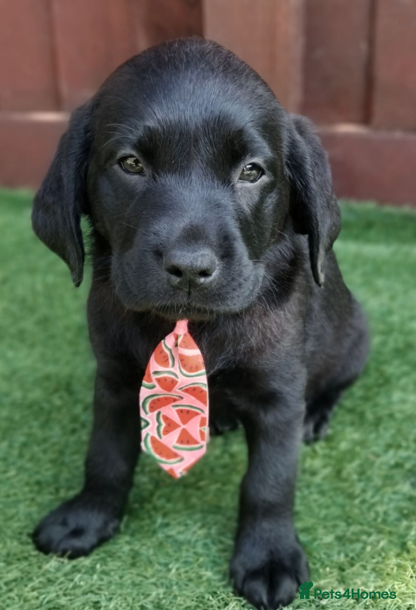 Labrador Retriever dogs  KC Black Labradors – 4 Boys & 2 Girls Available🐶 - Advert 4