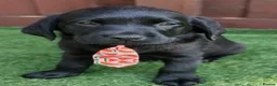 Labrador Retriever dogs for sale:  KC Black Labradors – 4 Boys & 2 Girls Available🐶 - Advert 2