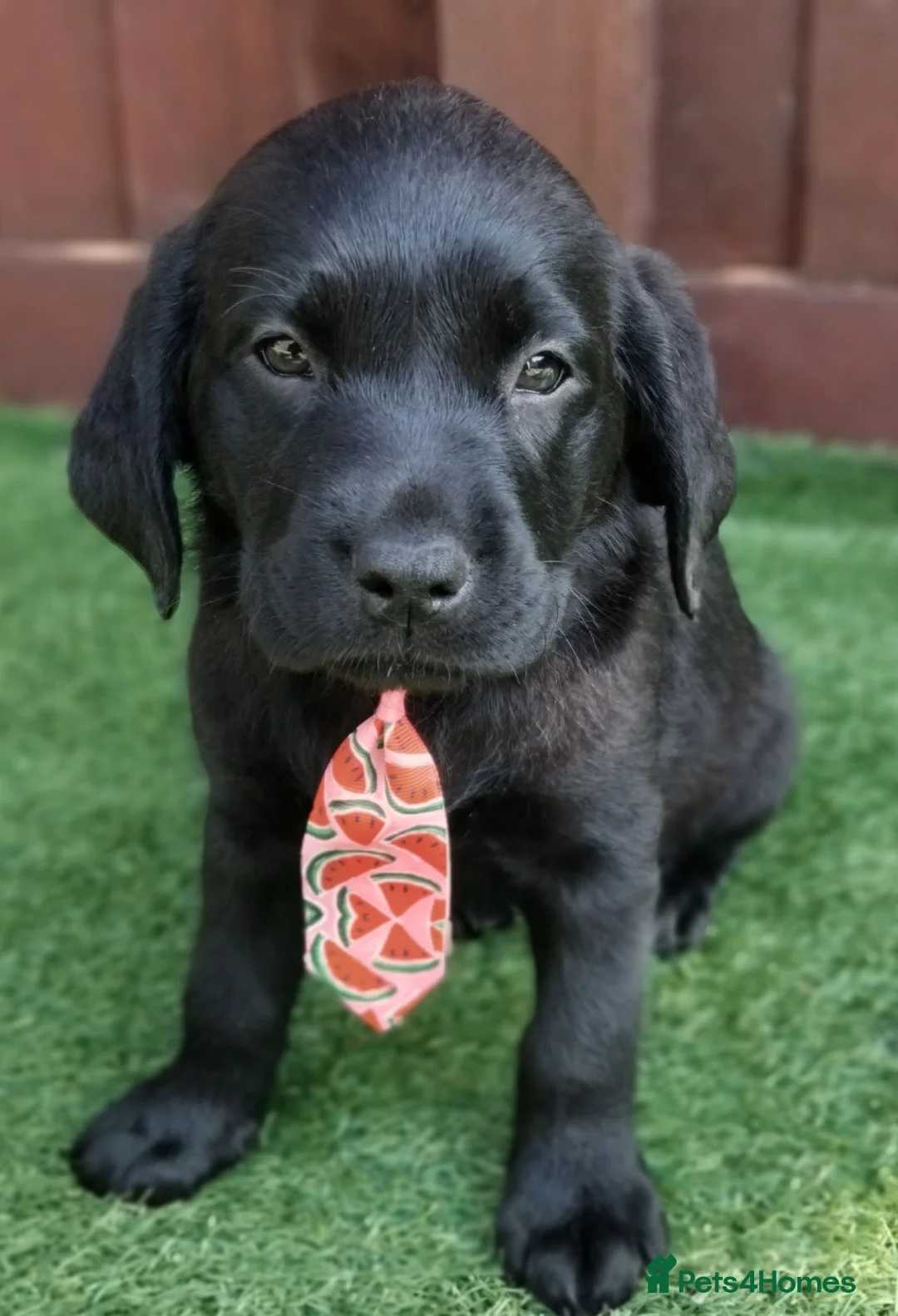 Labrador Retriever dogs for sale:  KC Black Labradors – 4 Boys & 2 Girls Available🐶 - Advert 2