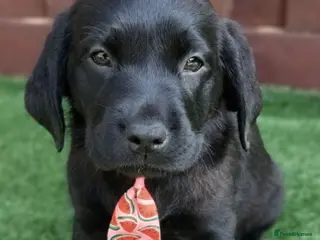 Labrador Retriever dogs KC Black Labradors – 4 Boys & 2 Girls Available🐶 - Advert 4