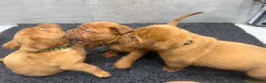 Dogue De Bordeaux Puppy 3