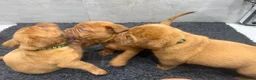 Dogue De Bordeaux dogs for sale: ** world class puppys** - Advert 4