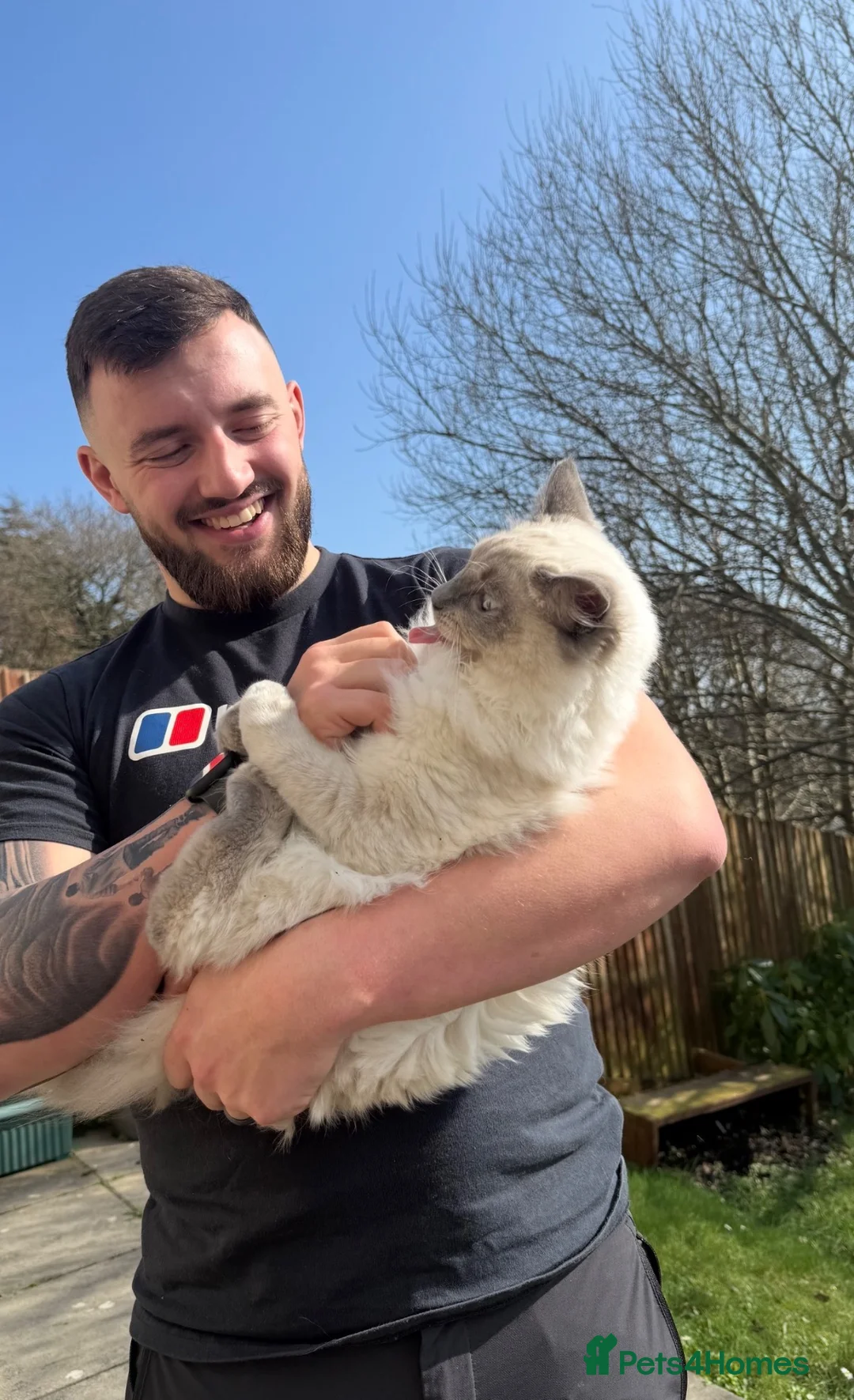 Ragdoll cats for stud: Blue point Ragdoll stud available!  in Wadebridge - Advert 3