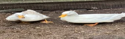 Ducks poultry for sale: Pair of peking ducks for sale  - Advert 1