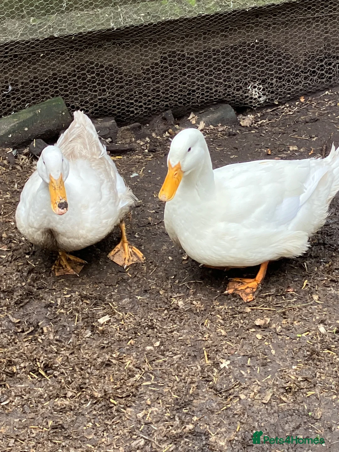Ducks poultry for sale: Pair of peking ducks for sale  - Advert 1