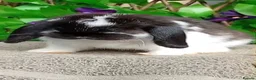 Mini Lop rabbits for sale: Mini lop  - Advert 2