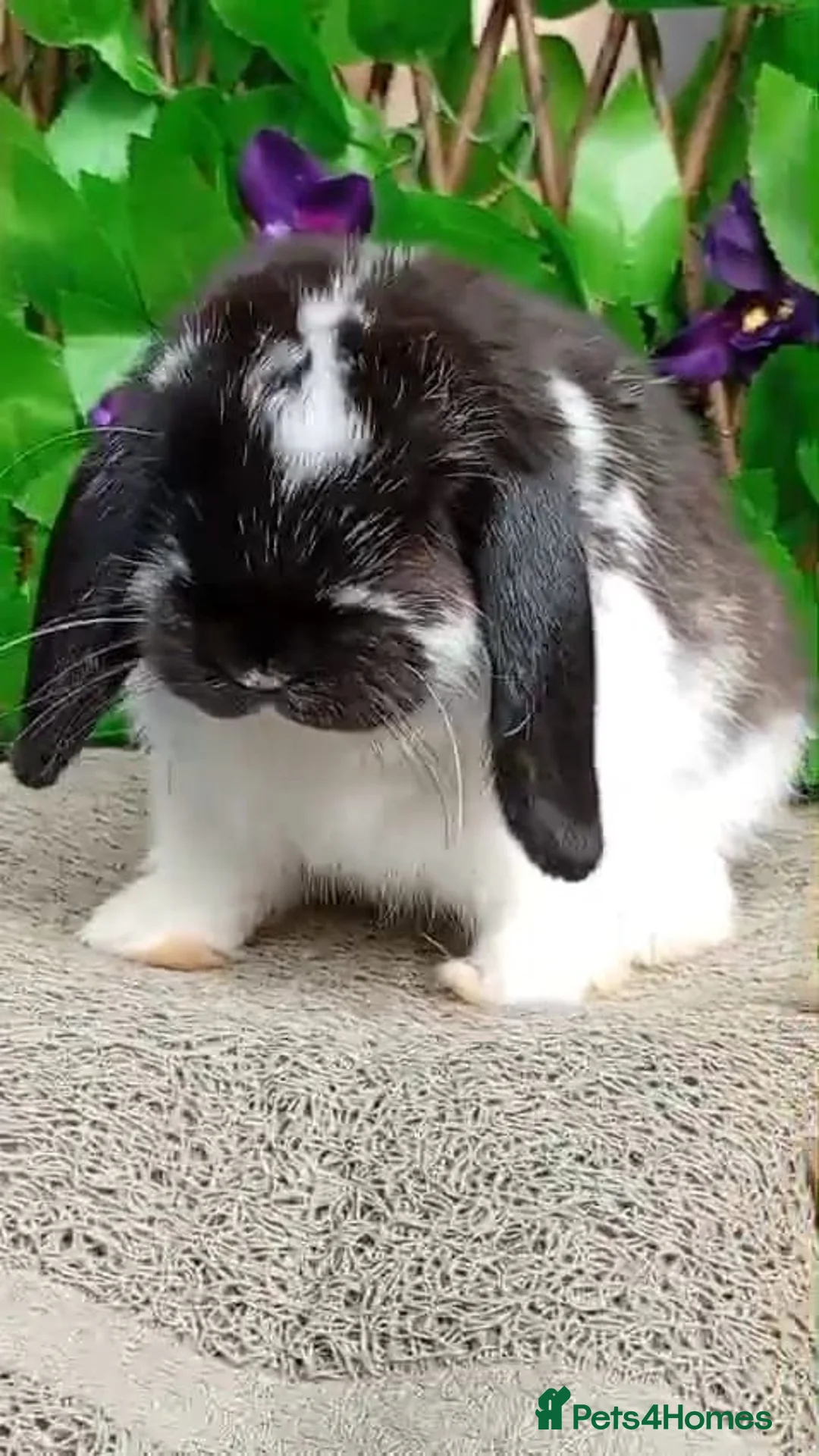 Mini Lop rabbits for sale: Mini lop  - Advert 2