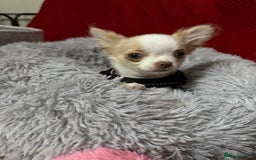 Chihuahua dogs for sale: Exquisite KC Apple Chihuahua Pup  - Image 10