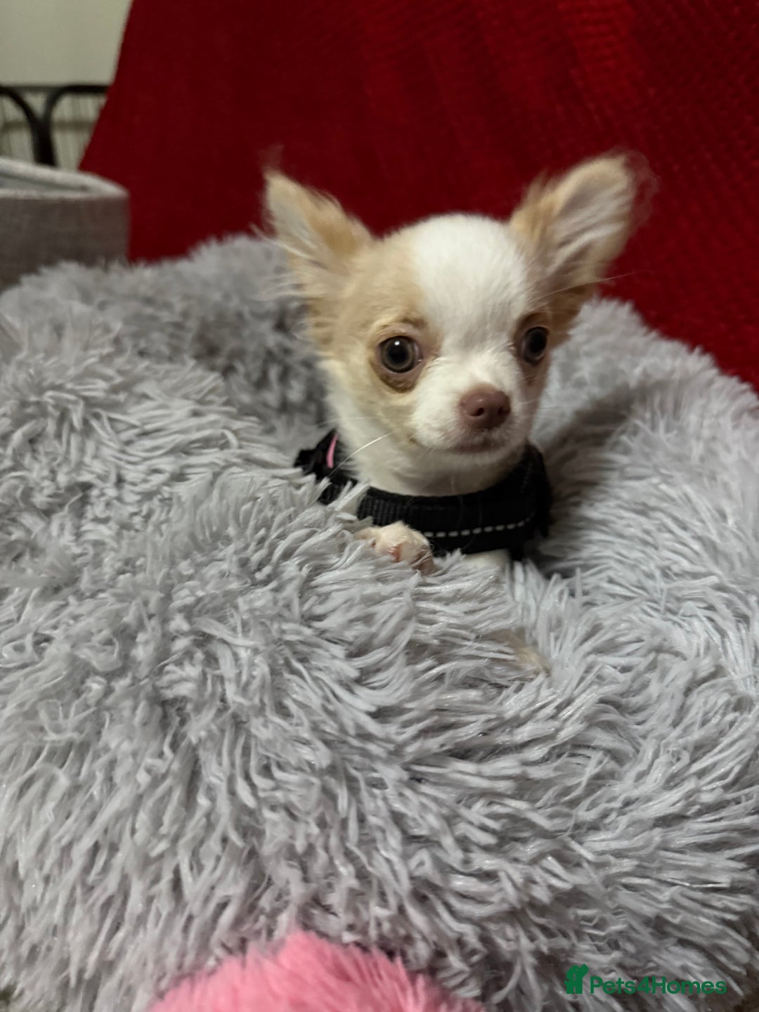 Chihuahua dogs for sale: Exquisite KC Apple Chihuahua Pup  - Image 10
