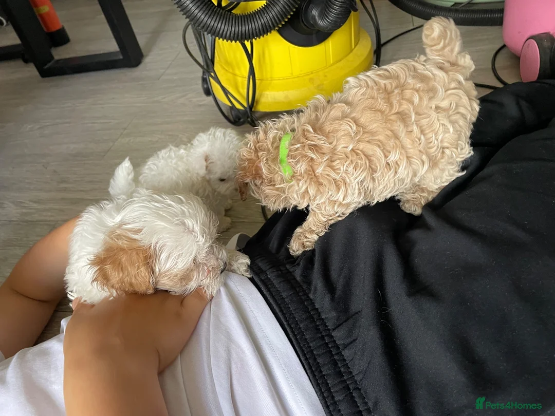 Maltipoo dogs for sale: Tiny maltipoo puppies  - Advert 2