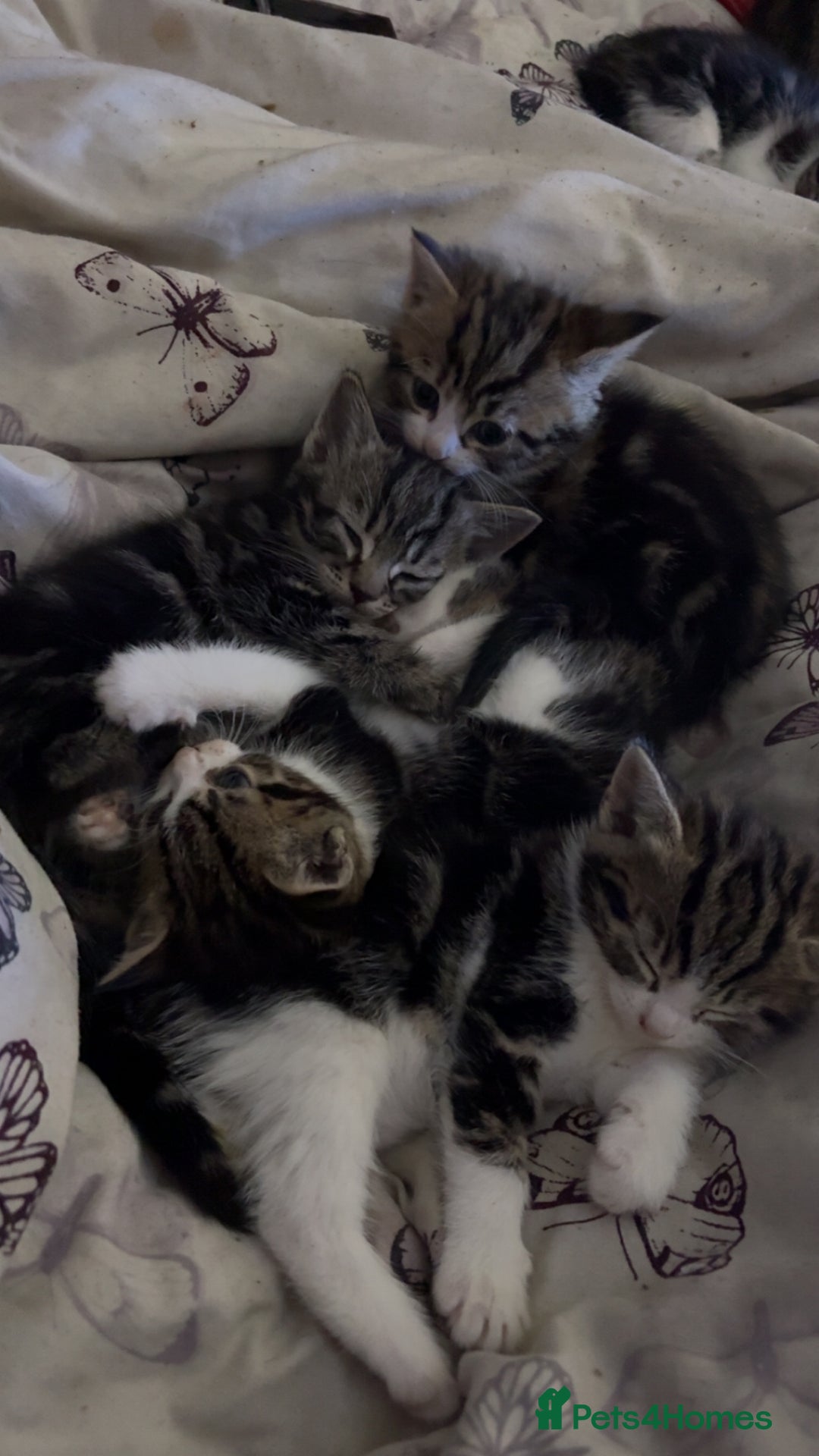Mixed Breed cats for sale: Five tabby shorthair and longhair kittens - Advert 6