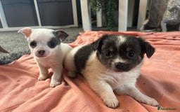 Chihuahua dogs for sale: Full pedigree Chihuahua puppies  - Image 39