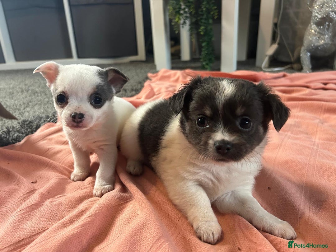 Chihuahua dogs for sale: Full pedigree Chihuahua puppies  - Image 39