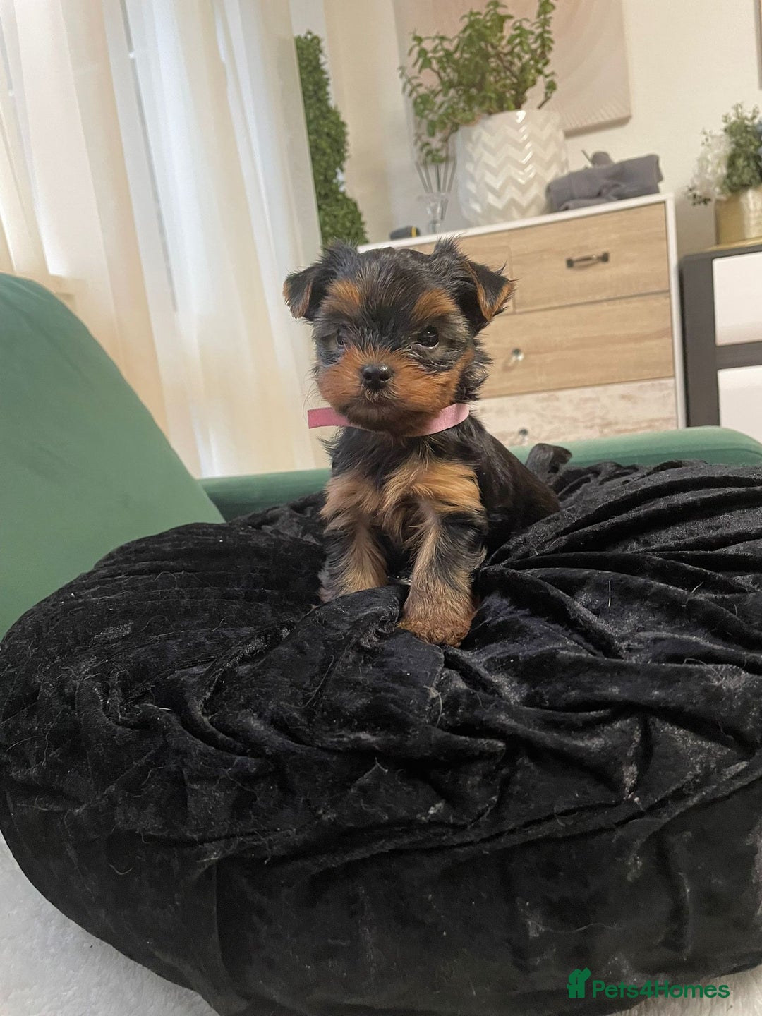 Yorkshire Terrier dogs for sale: ✨Four Adorable Yorkshire Terrier Puppies For Sale✨ - Advert 20