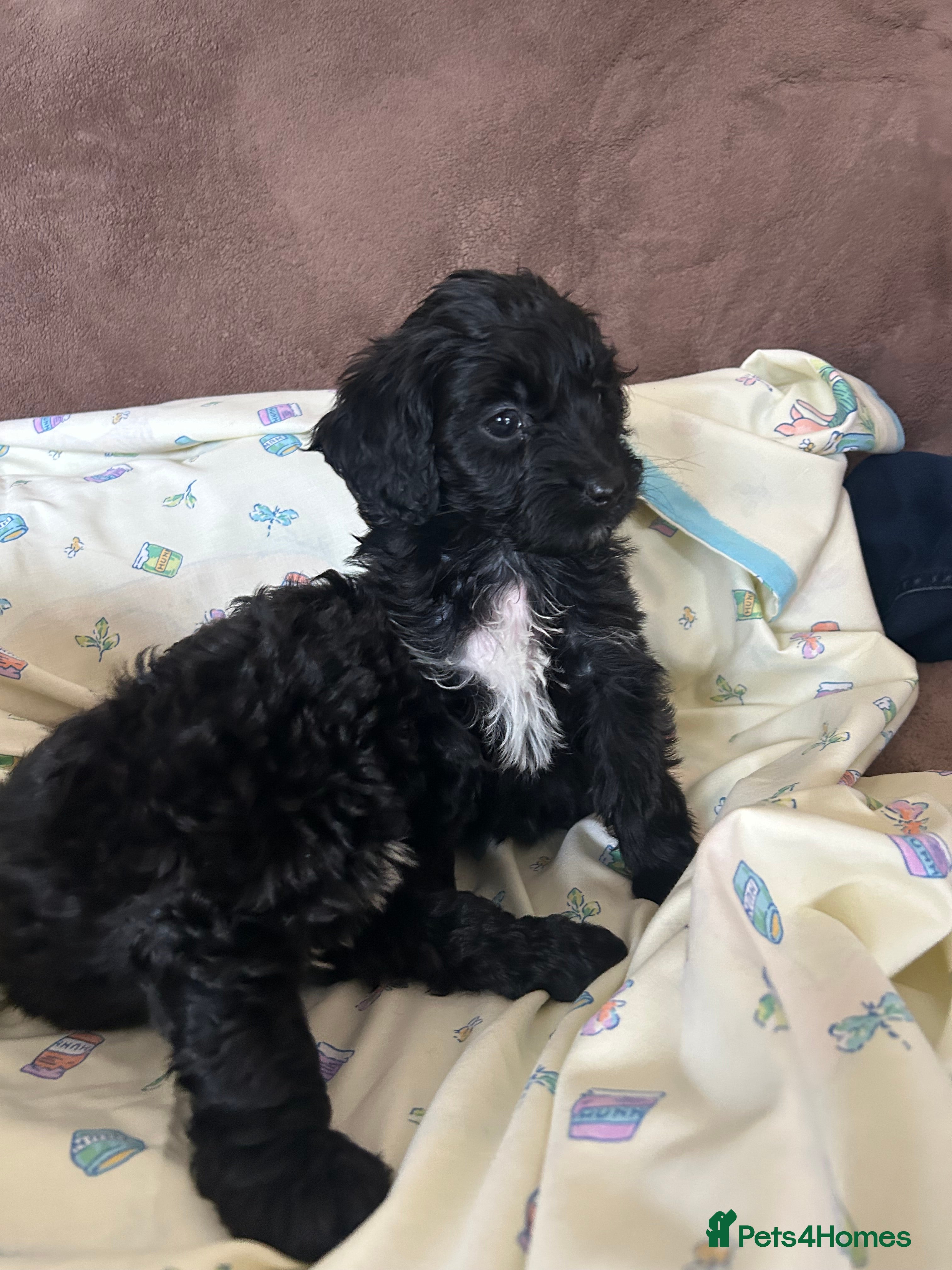 Cockapoo dogs Cockerpoo puppies  - Advert 12