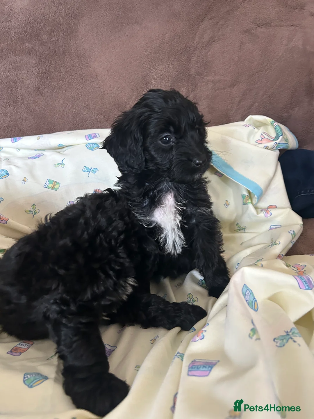 Cockapoo dogs for sale: Cockerpoo puppies - Advert 1