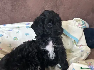 Cockapoo dogs Cockerpoo puppies - Advert 12