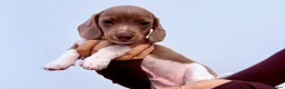 Miniature Dachshund dogs for sale: STUNNING MINIATURE DACHSHUND PUPPIES FOR SALE in Kilmarnock - Advert 4