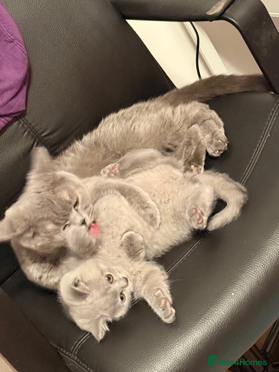 Scottish Fold cats for sale: Scottish Fold&British Shorthair.Vaccinated&Ready - Advert 18
