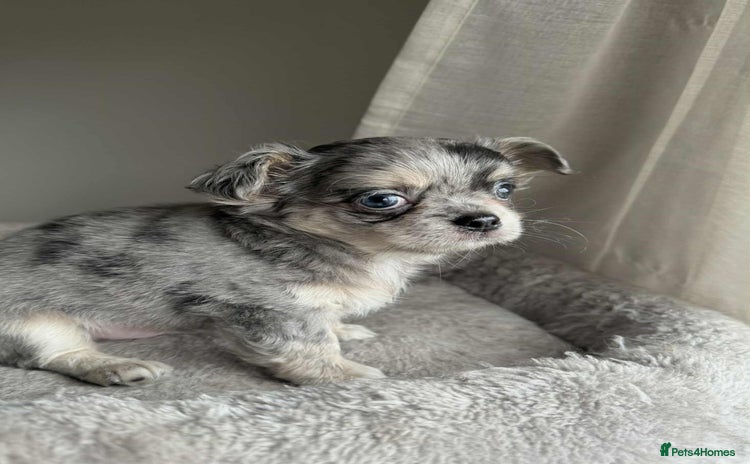 Chihuahua dogs - Advert 4