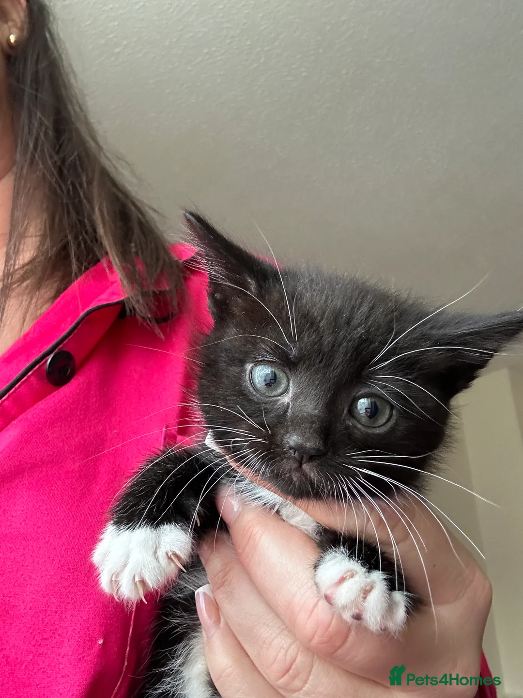 Mixed Breed cats for sale: Kittens ready now  - Advert 6