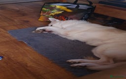 German Shepherd dogs for stud: STUD - German Shepheard X husky  - Image 7