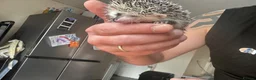 Pygmy Hedgehog rodents for sale: 8 week old pygmy Hedgehogs - Advert 6