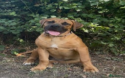 Boerboel dogs for sale: Elite Family-raised & trained Boerboel puppy - Image 14