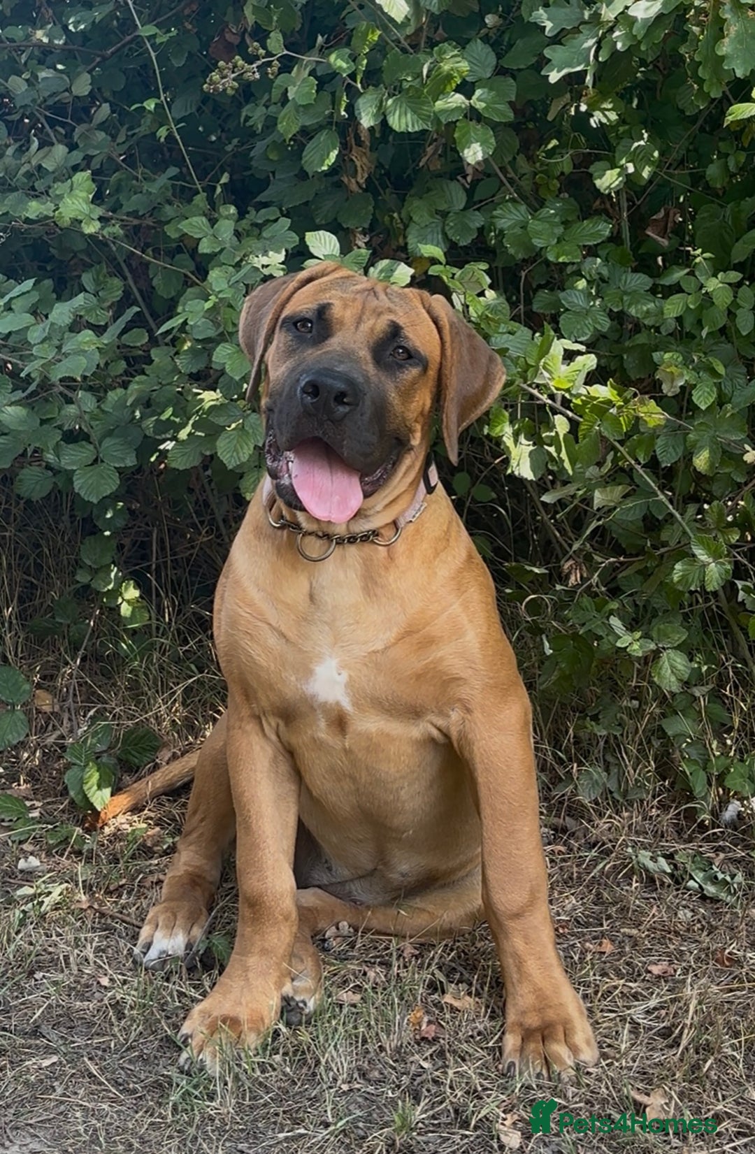 Boerboel dogs for sale: Elite Family-raised & trained Boerboel puppy - Image 14