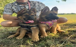 German Shepherd dogs for sale: GSD female Puppy - Image 4