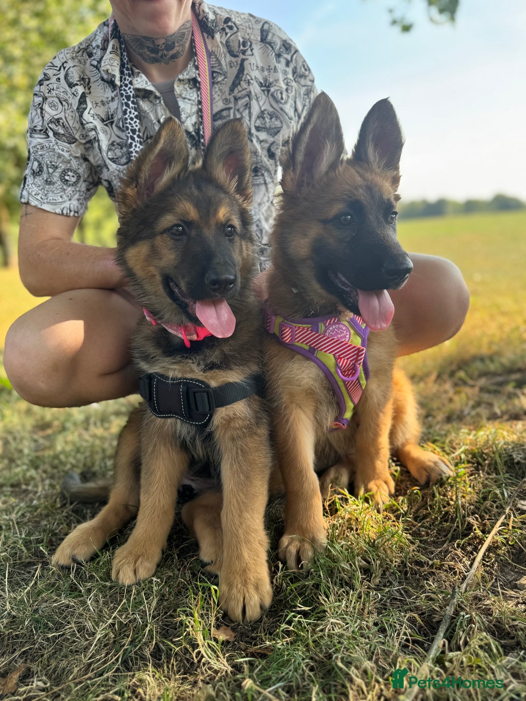 German Shepherd dogs for sale: GSD female Puppy - Image 4