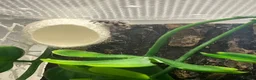 Spiders invertebrates for sale: Female i5 Apalachicola jumping spider in Andover - Advert 3