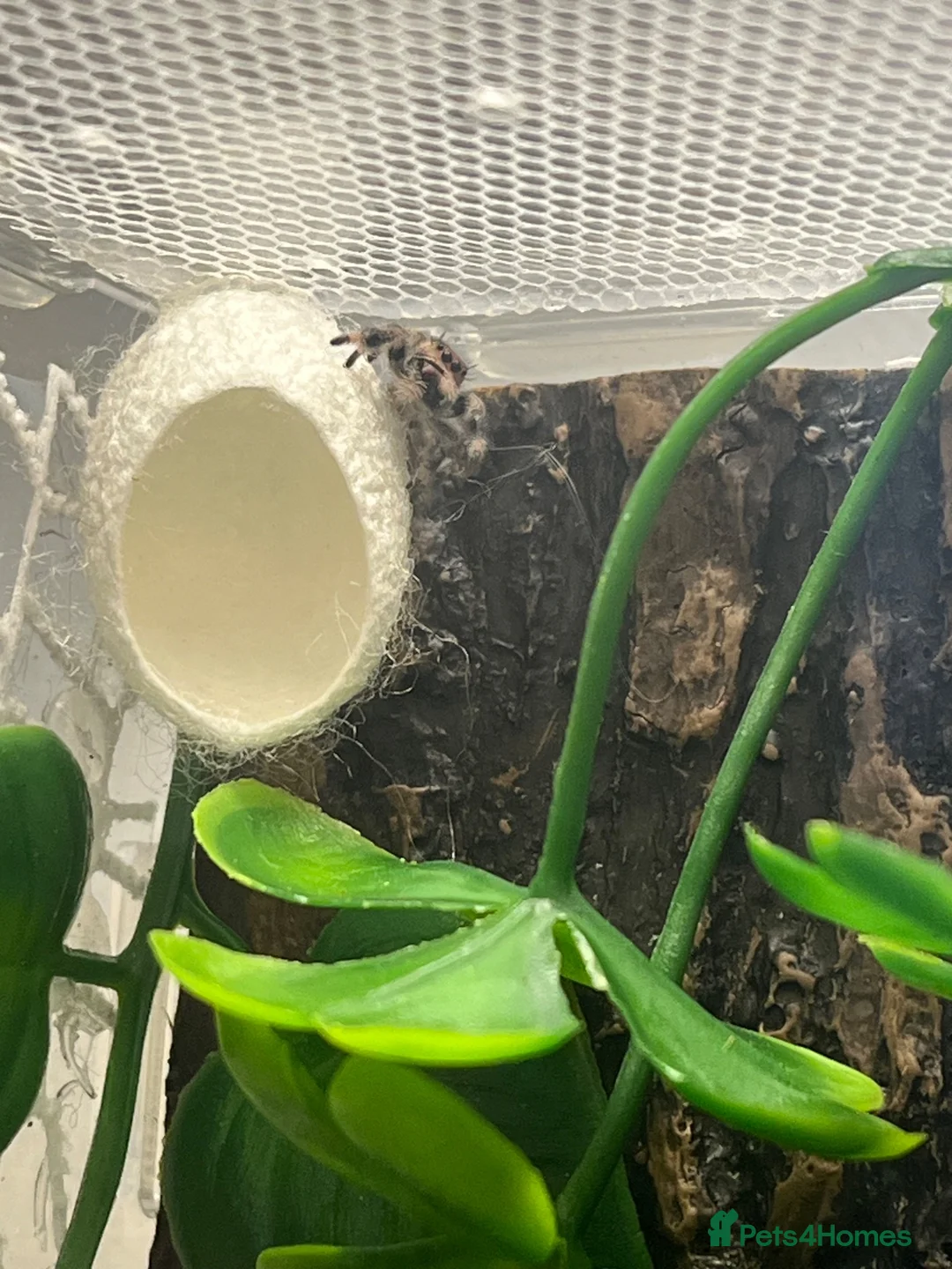 Spiders invertebrates for sale: Female i5 Apalachicola jumping spider in Andover - Advert 3