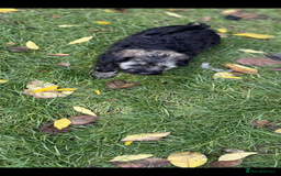 Havanese dogs for sale: Havanese - Image 9