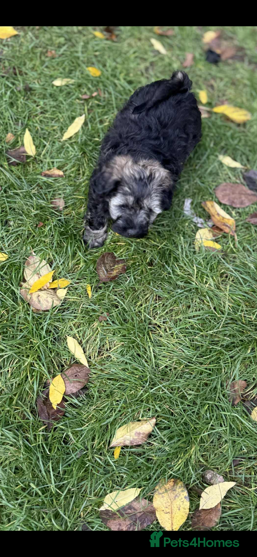Havanese dogs for sale: Havanese - Image 9