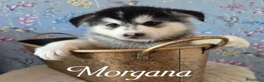 Morgana 