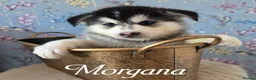Pomsky dogs for sale: F3 Pomsky Puppies - Ready Soon - Advert 15