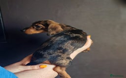 Dachshund dogs for sale: Minature dachshund puppies  - Image 7