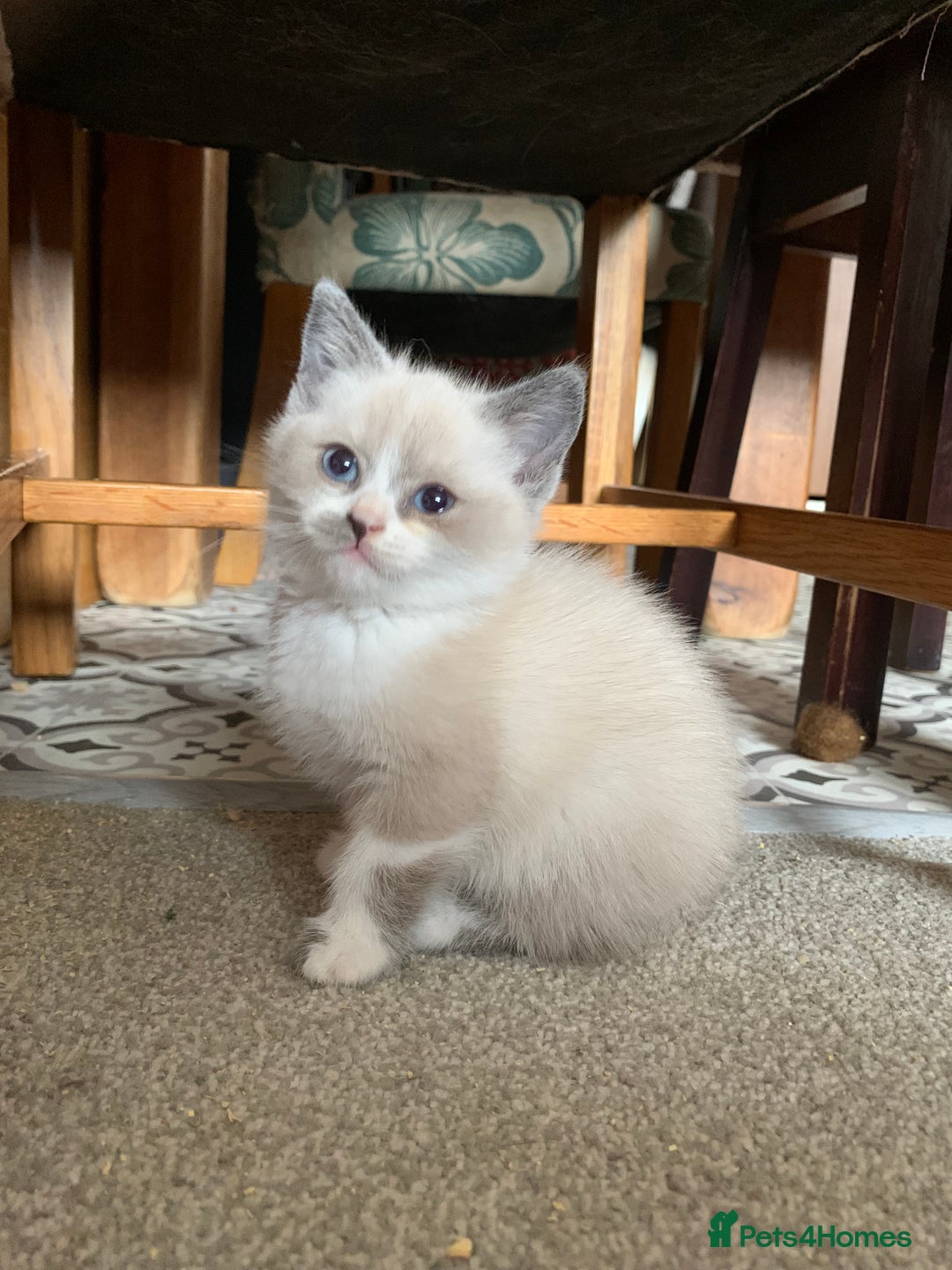 Persian cats for sale: Our cute adorable little female seal point  - Image 11