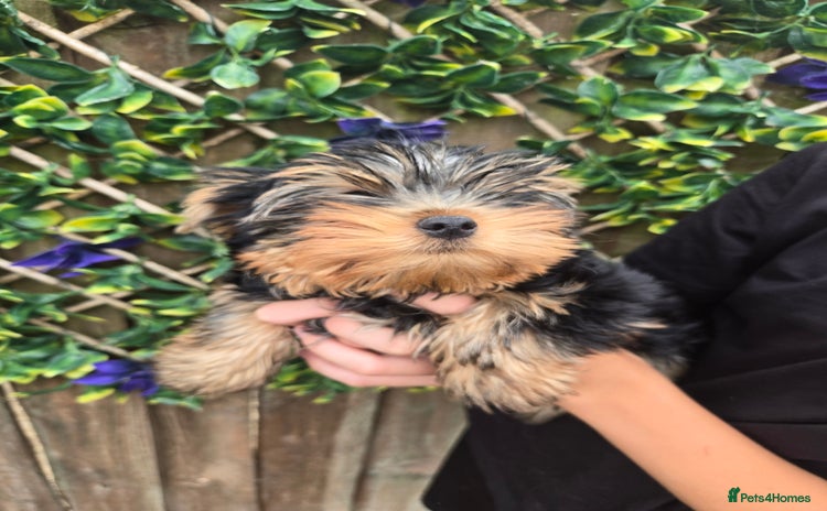Yorkshire Terrier dogs - Advert 13