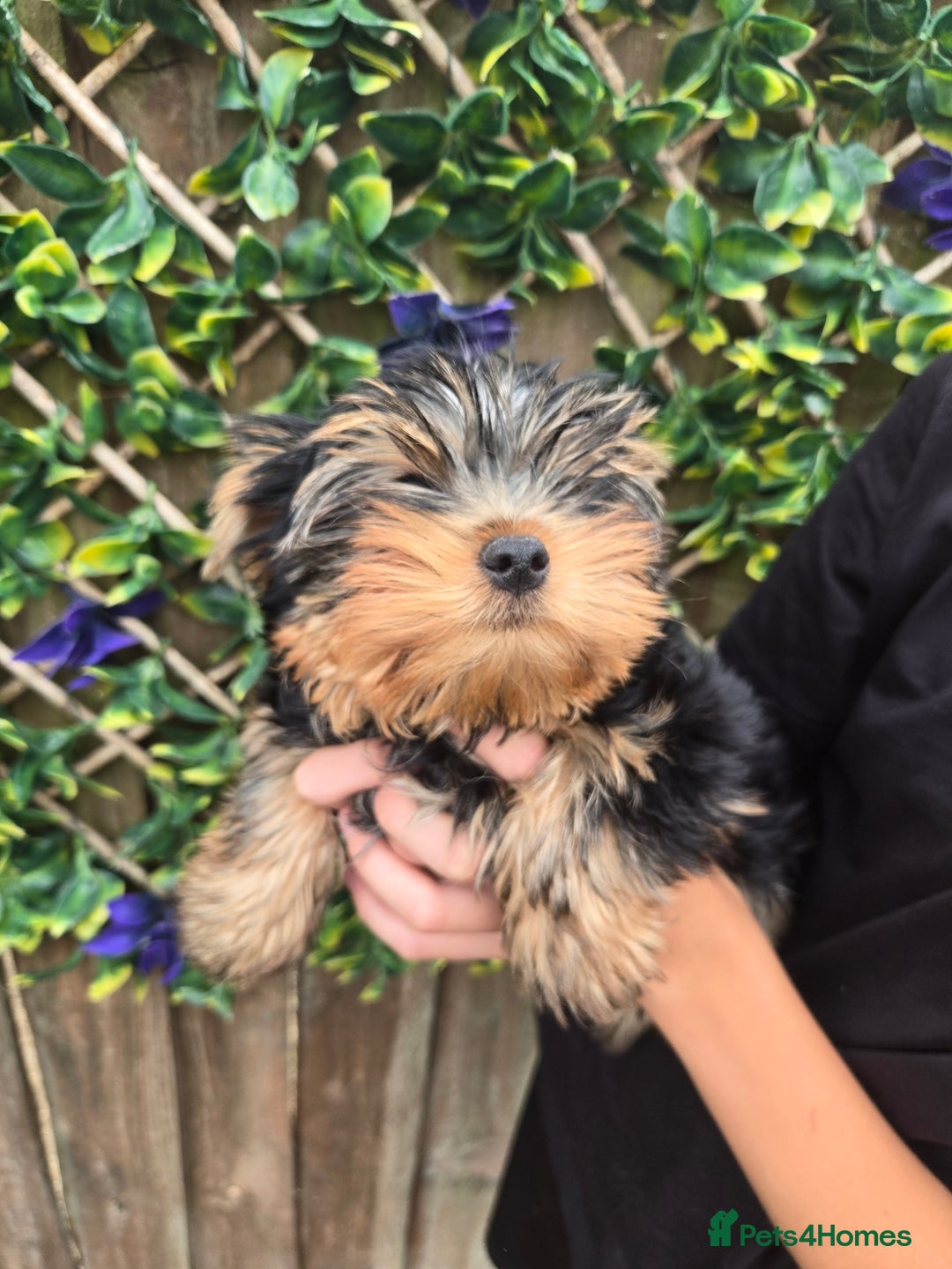 Yorkshire Terrier dogs for sale: Beautiful Yorkshire terrier  - Image 5