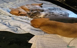 French Bulldog dogs for sale: Frenchie puppies looking for their forever home - Image 6