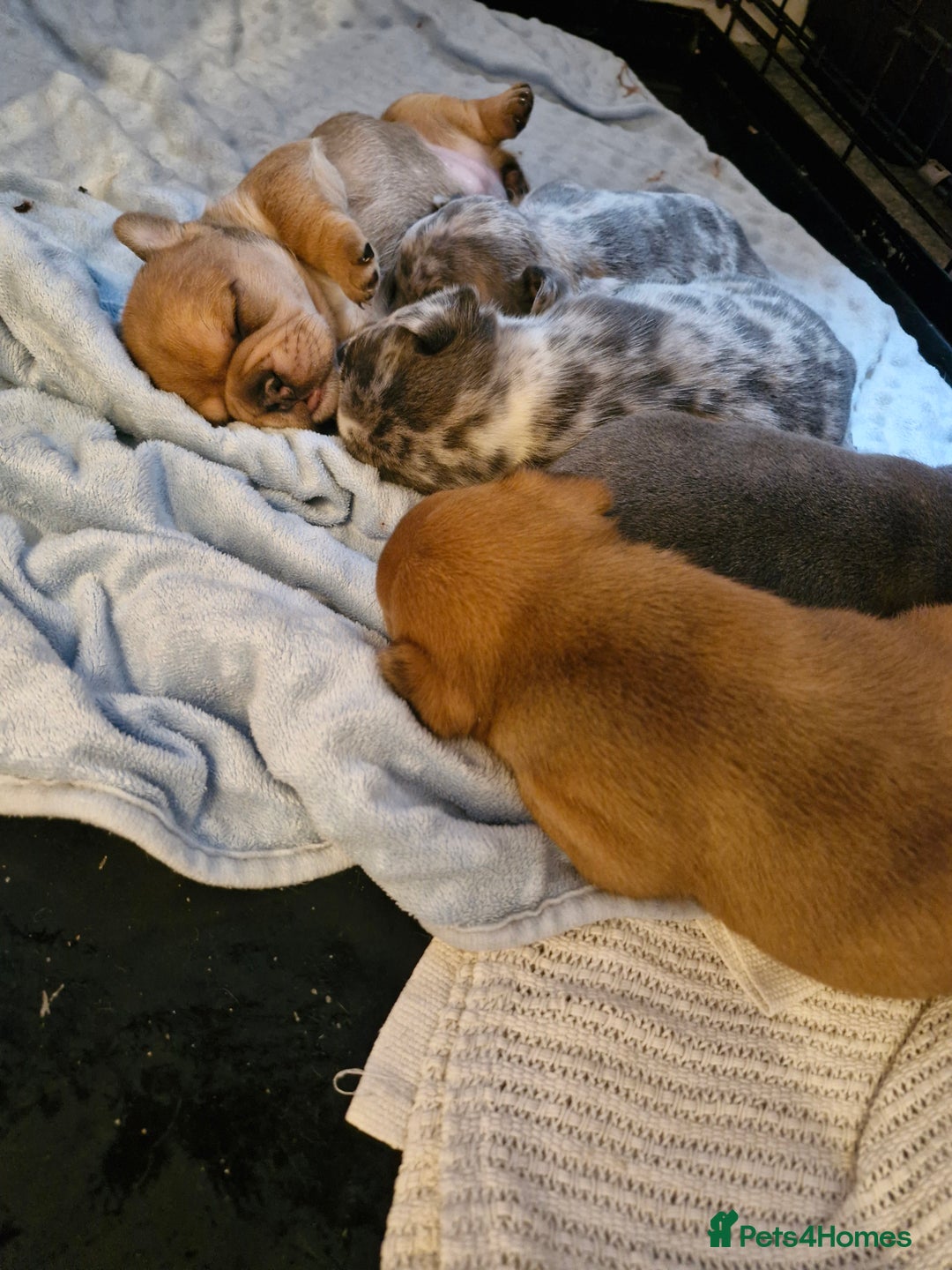 French Bulldog dogs for sale: Frenchie puppies looking for their forever home - Image 6